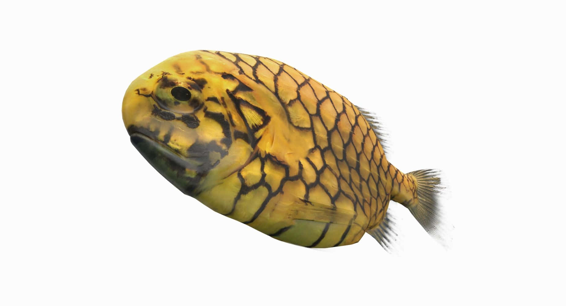  壁紙 — 一條黃色魚的詳細3D渲染，帶有黑色網狀圖案，孤立在白色背景上。