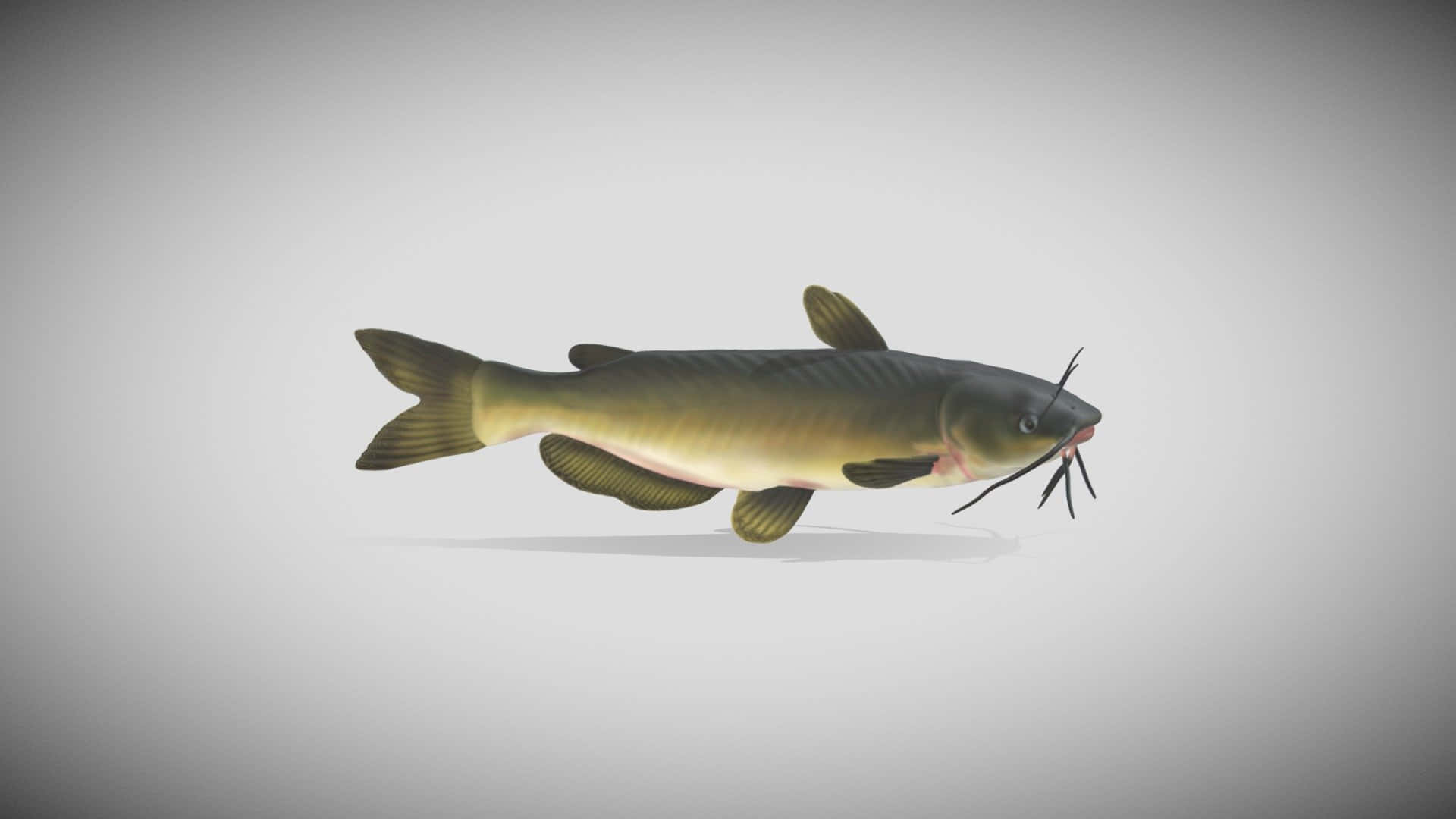  壁紙 — 一條細節豐富的3D渲染鯰魚，帶有深綠色和黃色鱗片，在純灰色背景上游動。