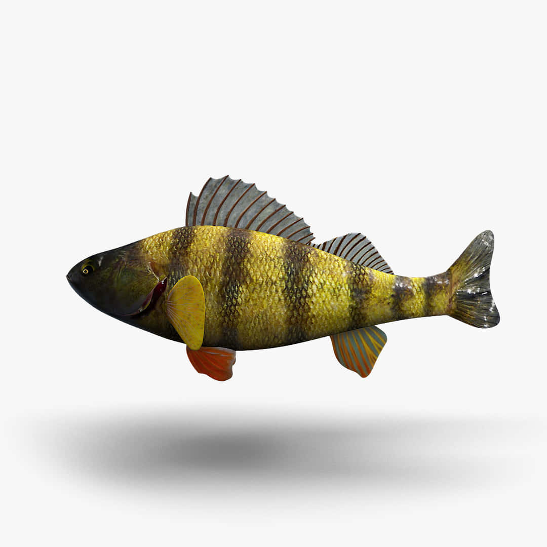  壁紙 — 一條詳細的3D渲染黃黑條紋鱸魚，帶有橙色魚鰭，漂浮在純白色背景上。