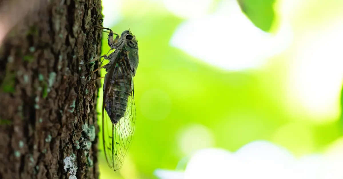  壁紙 — 一隻蟬緊貼著紋理分明的樹幹的特寫，背景是明亮綠色模糊的樹葉。