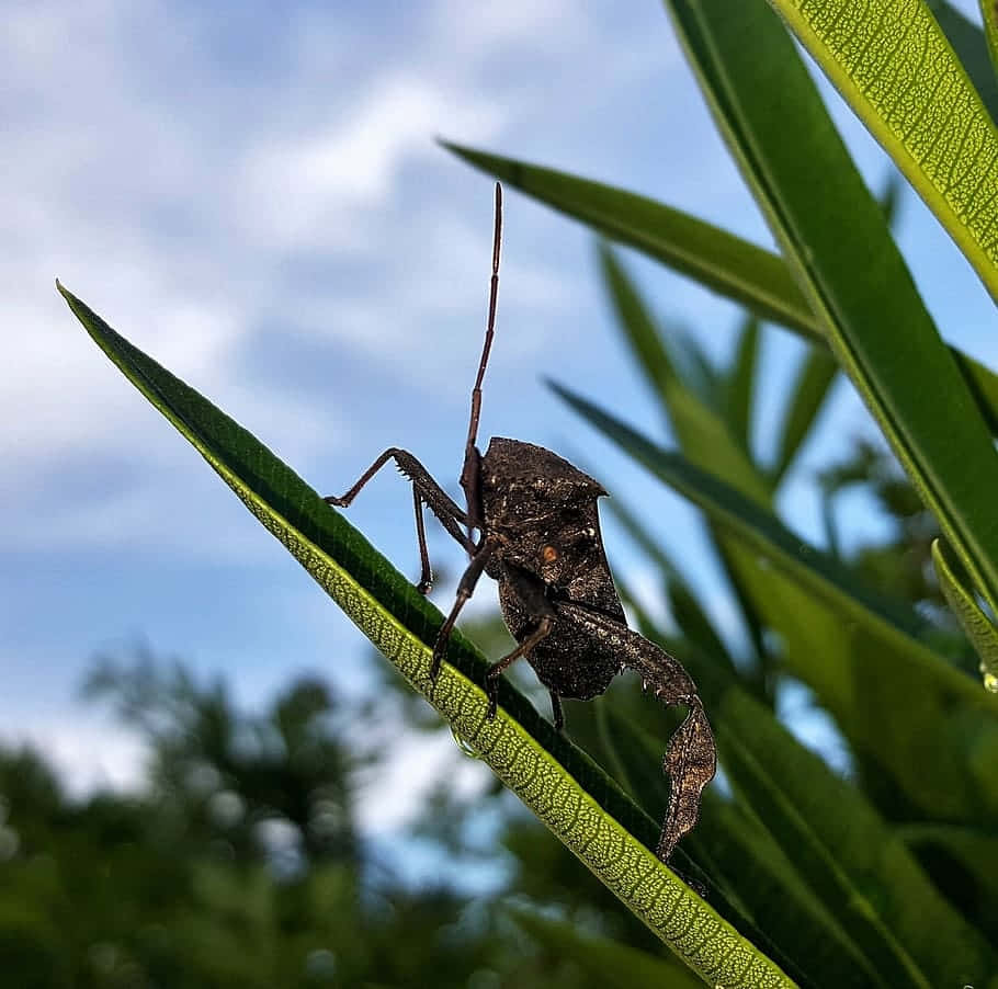  壁紙 — 一隻深棕色葉足蟲棲息在鮮綠色葉片上，背景是柔和藍天的詳細特寫。