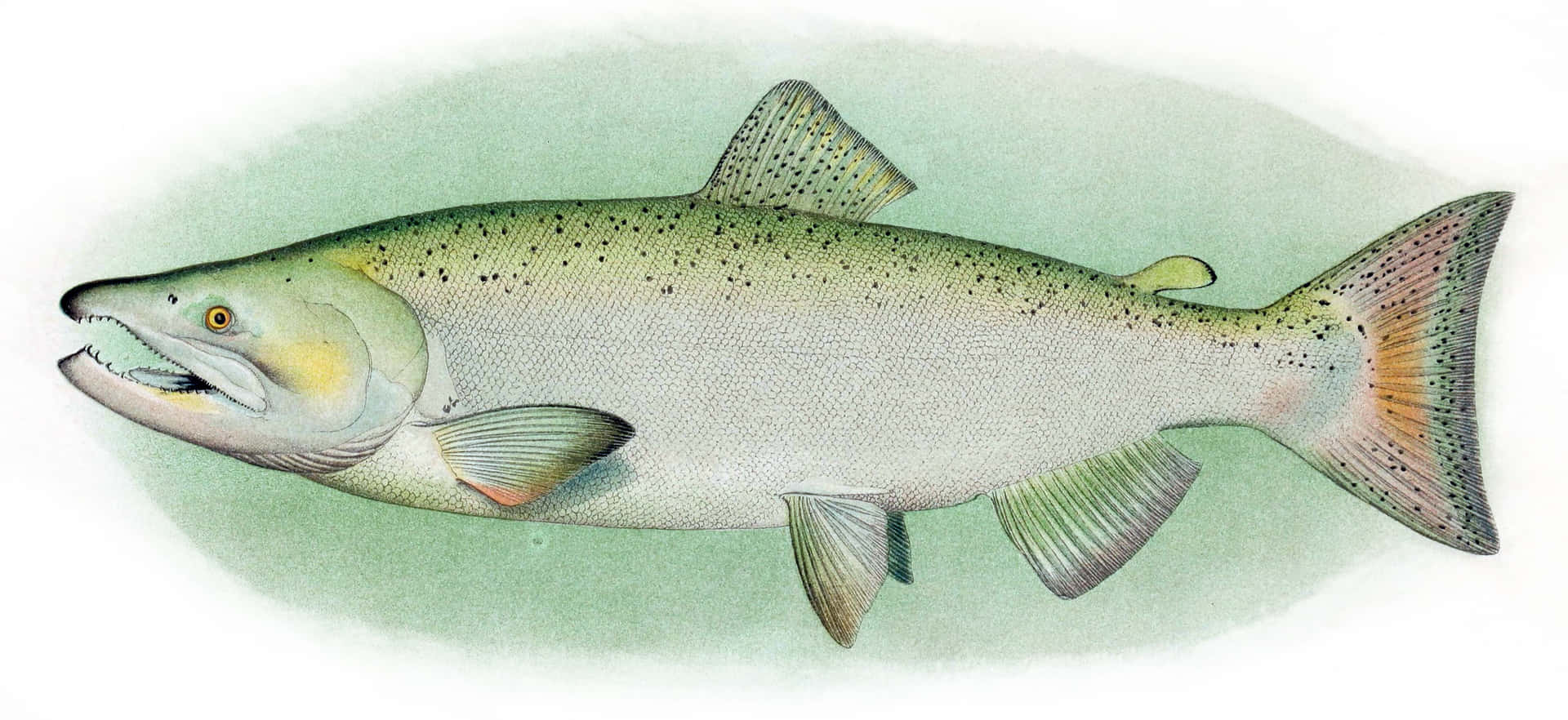  壁紙 — 一條鮭魚的詳細插圖，帶有斑點綠色身體和橙色尾巴，背景為柔和綠色。