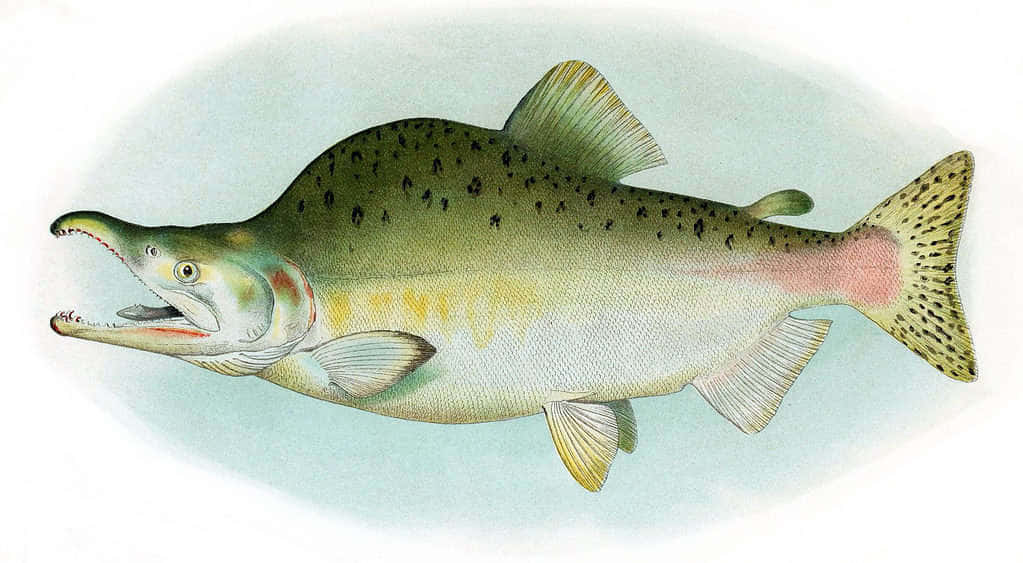  壁紙 — 一條鮭魚的詳細插圖，背部有斑點，腹部粉紅色，嘴巴張開，背景為柔和的藍色。
