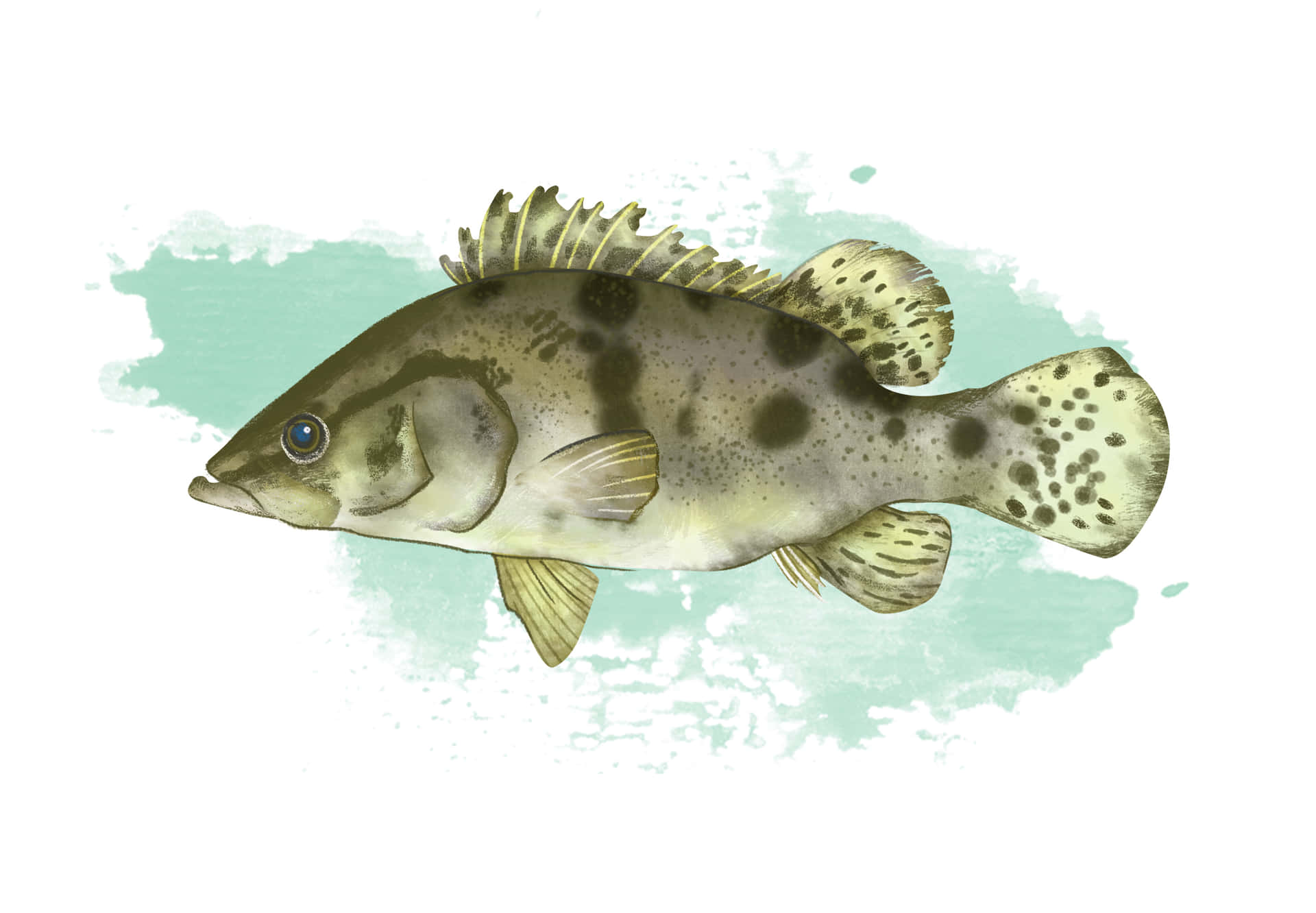  壁紙 — 一條斑點魚的詳細插圖，帶有紋理鱗片和青綠色水彩潑濺背景。