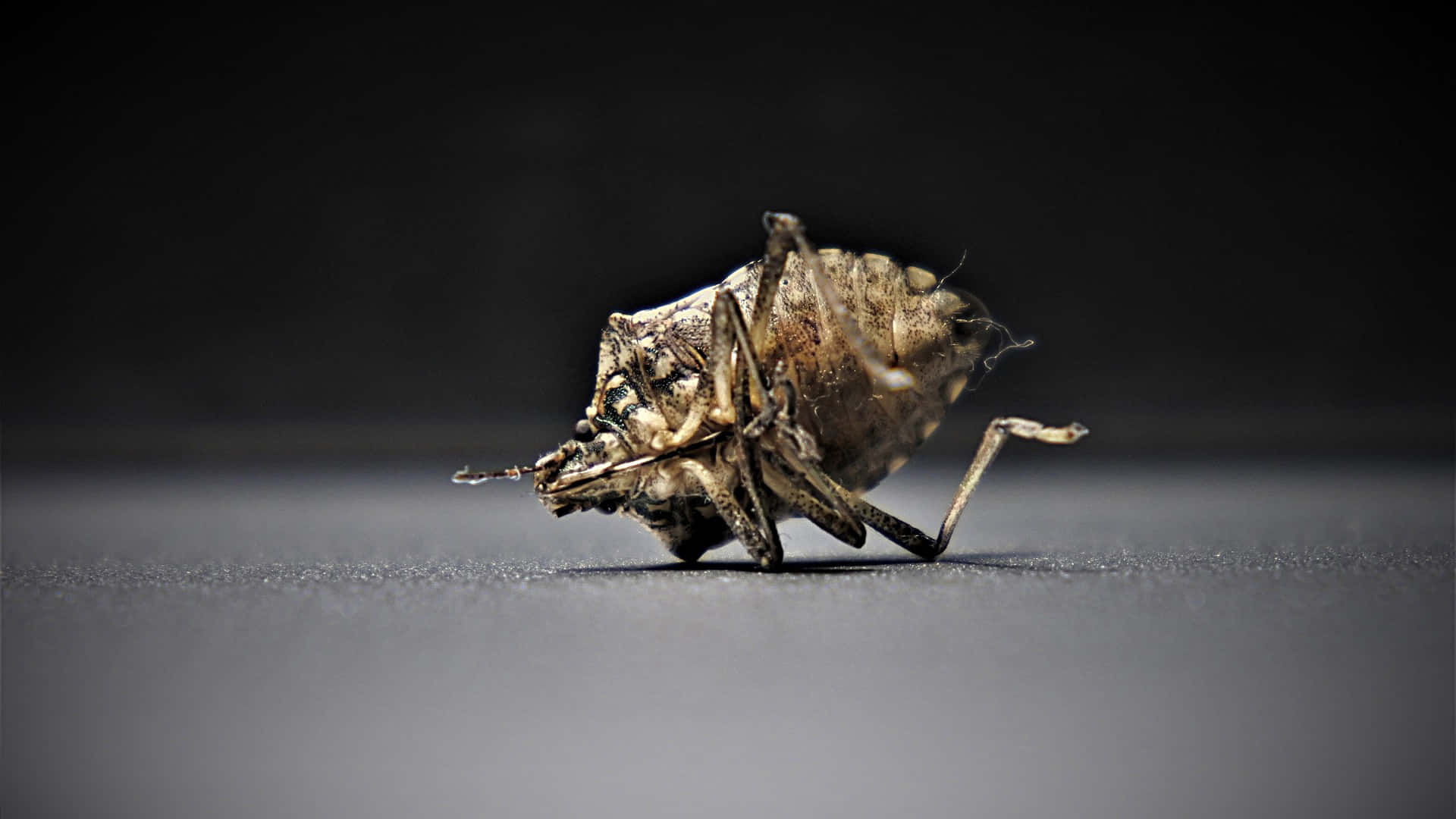  壁紙 — 一隻死去的棕色昆蟲仰臥在光滑的灰色表面上，背景為深色，詳細微距拍攝。