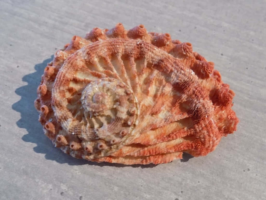  壁紙 — 一個細節豐富的橙色和奶油色鮑魚殼放在淺灰色沙灘上，在明亮的陽光下投射出清晰的陰影。