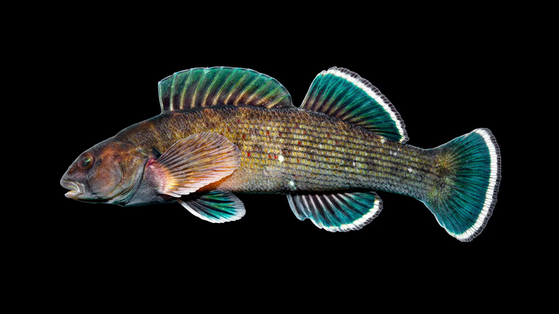  壁紙 — 一張詳細的魚類照片，魚擁有虹彩藍綠色魚鰭和紋理鱗片，背景為純黑色。