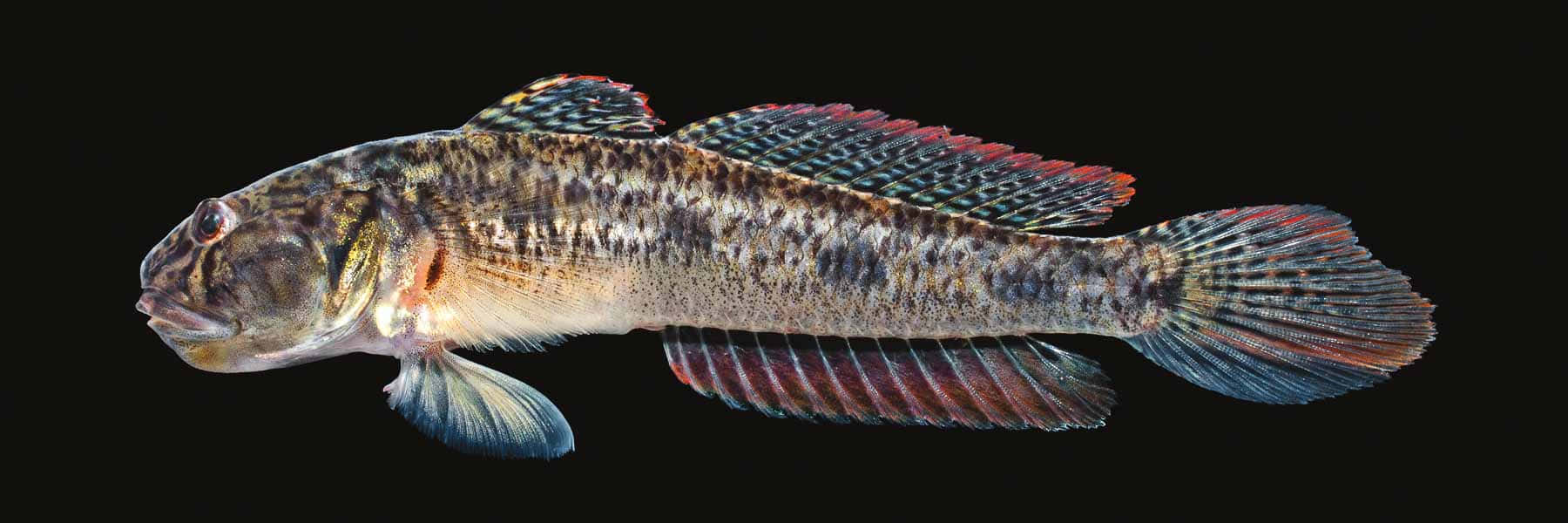Goby 桌布 壁紙 — 一張詳細的照片，展示一條小魚，身上有斑駁的棕色身體和鮮紅邊緣的鰭，背景為黑色。