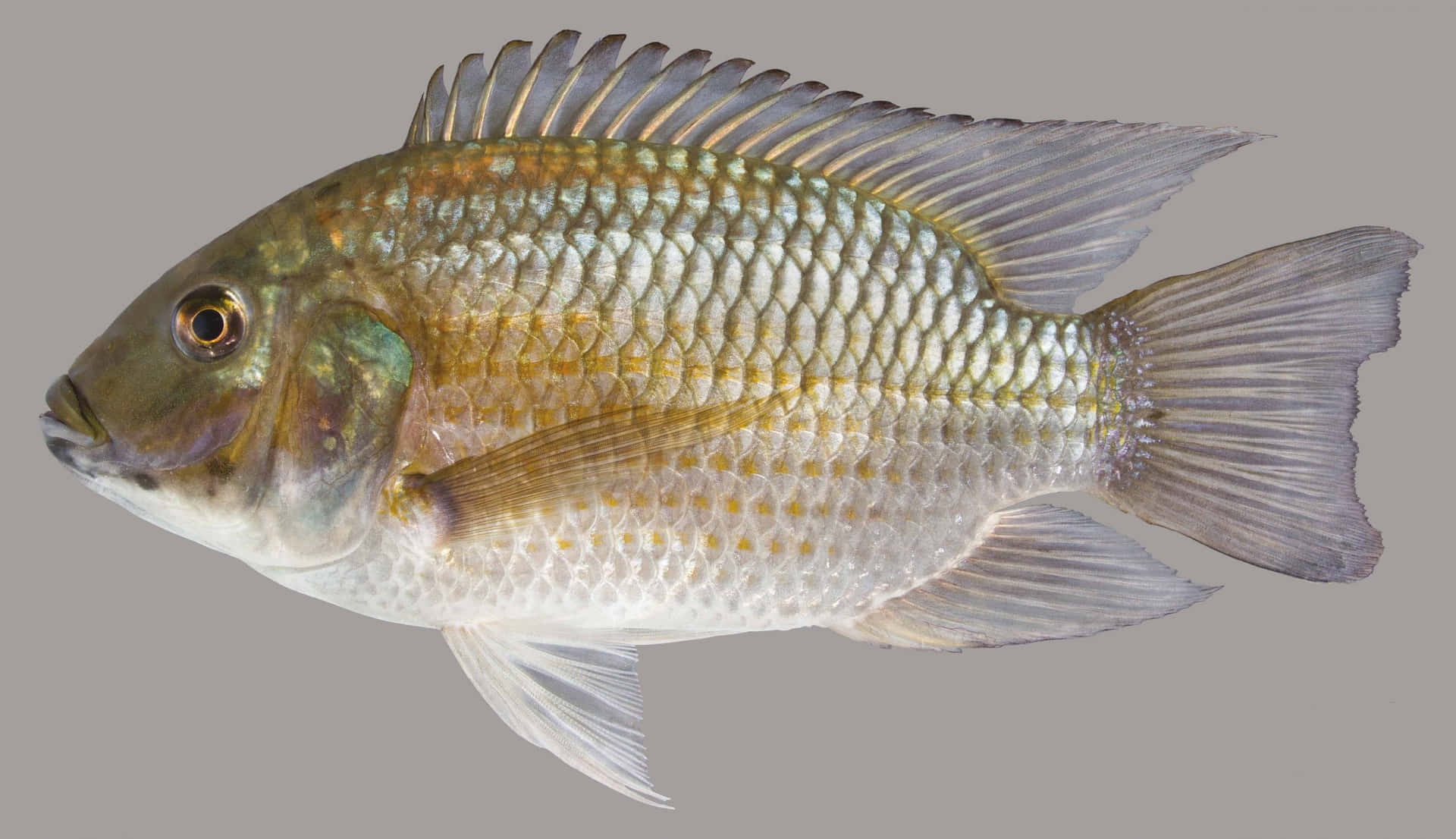  壁紙 — 一條淡水魚的詳細側視圖，擁有金色鱗片和半透明魚鰭，背景為中性灰色。