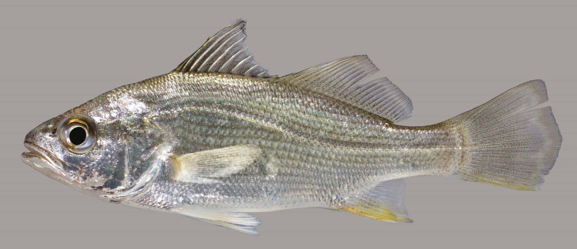  壁紙 — 一條銀色魚的詳細側面圖，具有半透明魚鰭和一隻大眼睛，背景為中性灰色。