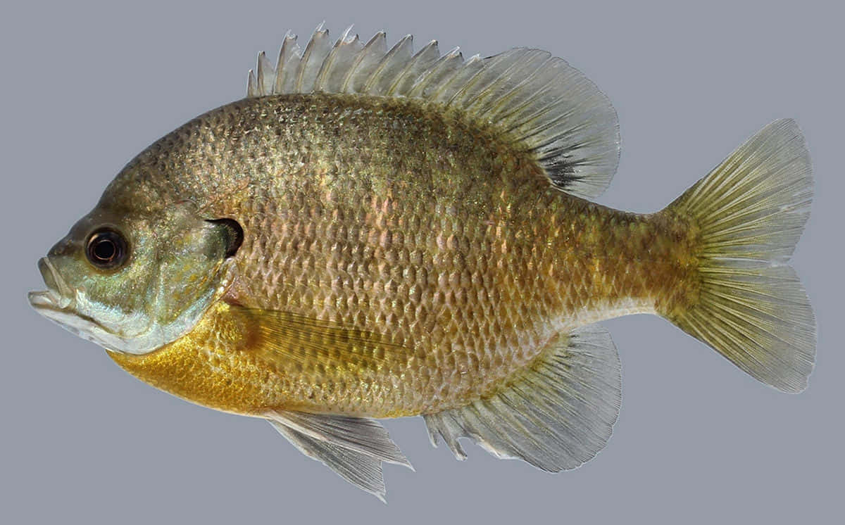  壁紙 — 一條小魚的詳細側視圖，魚肚金色，魚鱗有紋理，背景為純灰色。