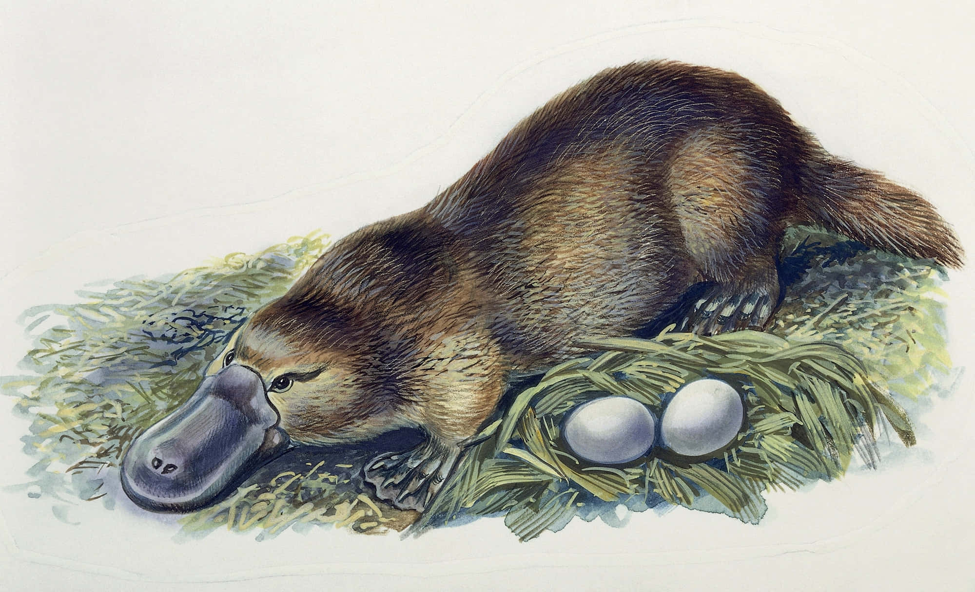 Platypus 桌布 壁紙 — 一幅詳細的水彩插圖，描繪一隻鴨嘴獸在牠的巢穴旁休息，巢中有兩顆蛋。