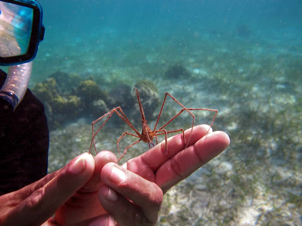 Spider Crab 桌布 壁紙 — 一名潛水員在陽光照射的珊瑚礁背景下，輕輕地在水中托住一隻精緻的橙色海蜘蛛。