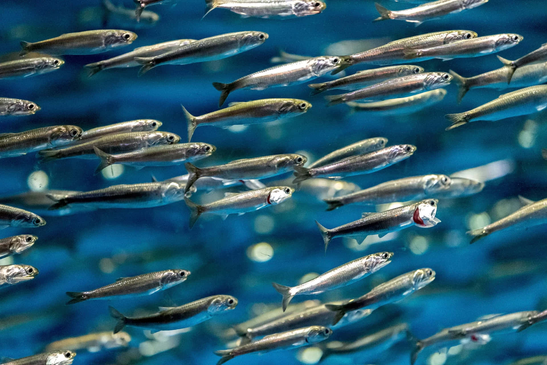  壁紙 — 一群銀色魚群在清澈的藍色水中游動，帶有柔和的散景高光。