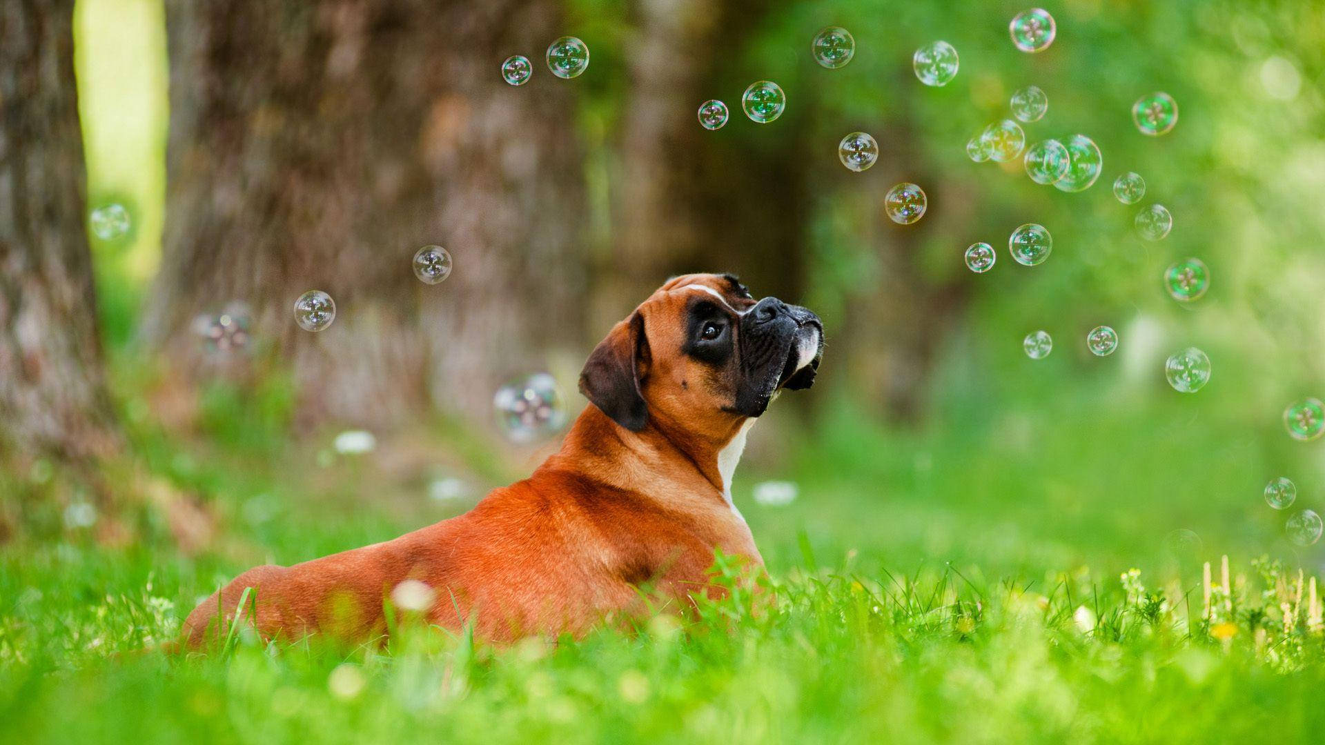 Dogs 桌布 壁紙 — 一隻淺黃褐色拳師狗躺在充滿活力的綠草中，看著肥皂泡在陽光明媚的森林中飄過。
