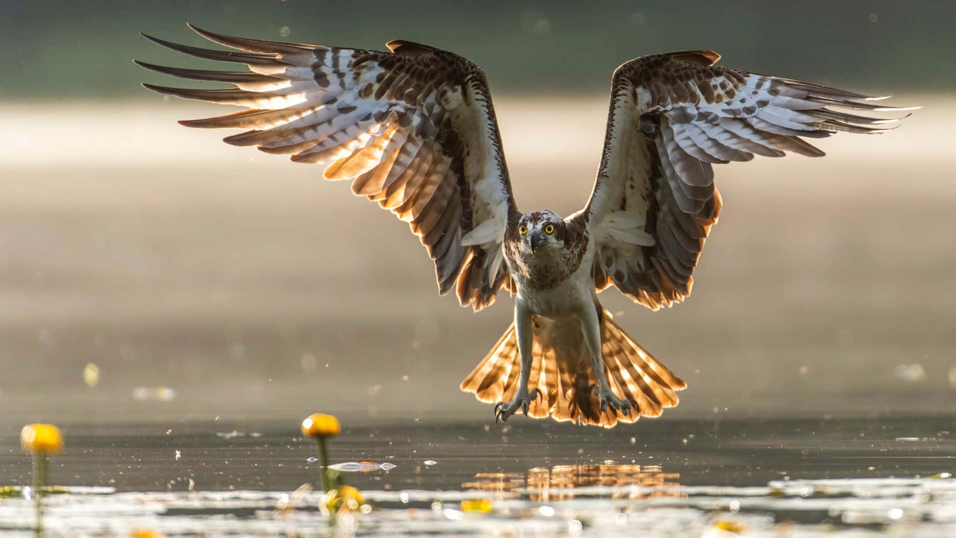 Osprey 桌布 壁紙 — 一隻正在捕魚的魚鷹低飛掠過水面，展開雙翅，羽毛捕捉陽光，俯衝向黃色睡蓮。
