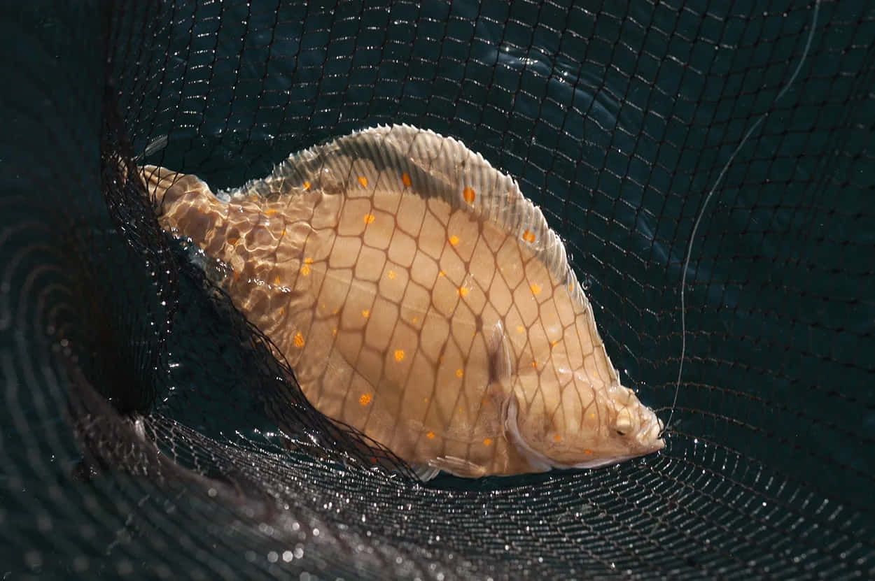  壁紙 — 一條帶有橙色斑點的比目魚在深藍色水背景下的黑色漁網中休息。