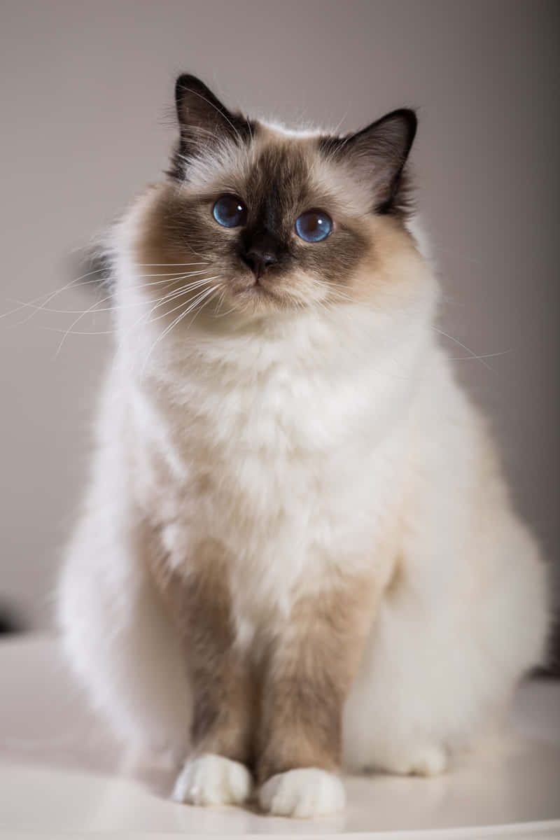 Birman 桌布 壁紙 — 一隻毛茸茸的緬甸貓，擁有引人注目的藍色眼睛和奶油色毛髮，優雅地坐在柔和的灰色背景前。