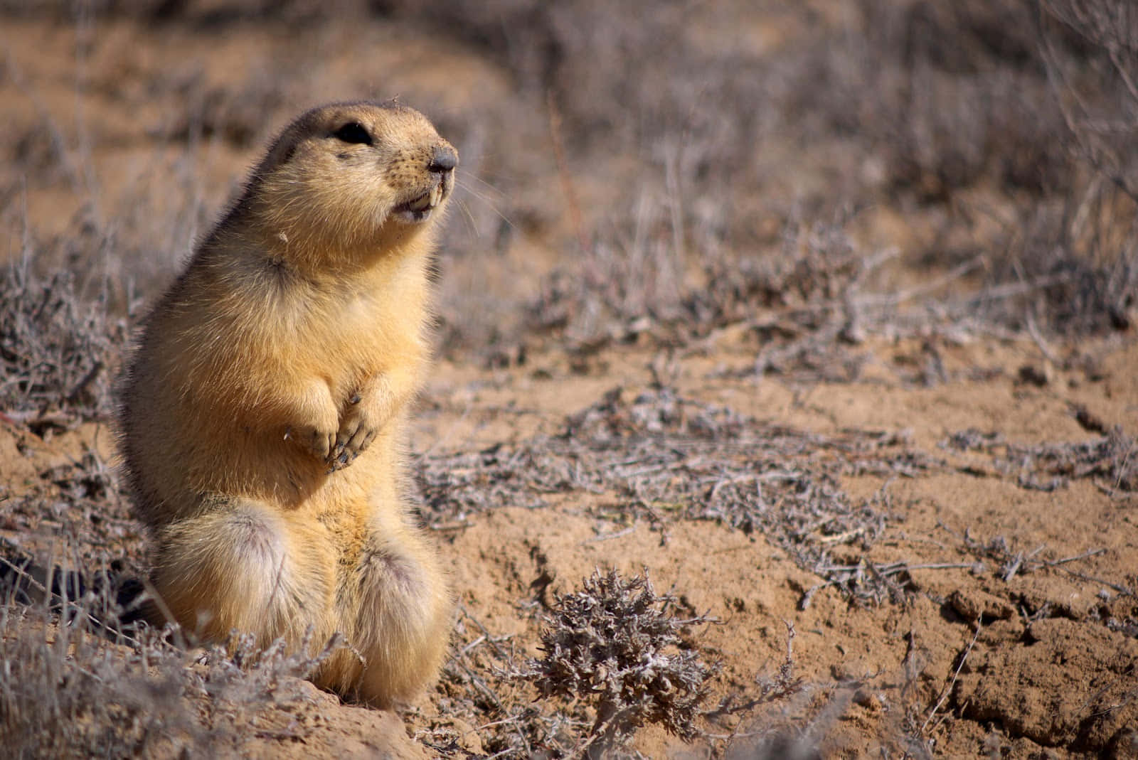 Gopher 桌布 壁紙 — 一隻毛茸茸的草原犬鼠在明亮的陽光下，直立於被乾燥灌木叢包圍的沙地上。