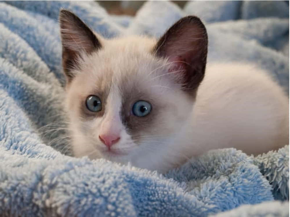 Snowshoe Cat 桌布 壁紙 — 一隻毛茸茸的白色小貓，有著引人注目的藍色眼睛，好奇地從柔軟的藍色毯子中探出頭來。