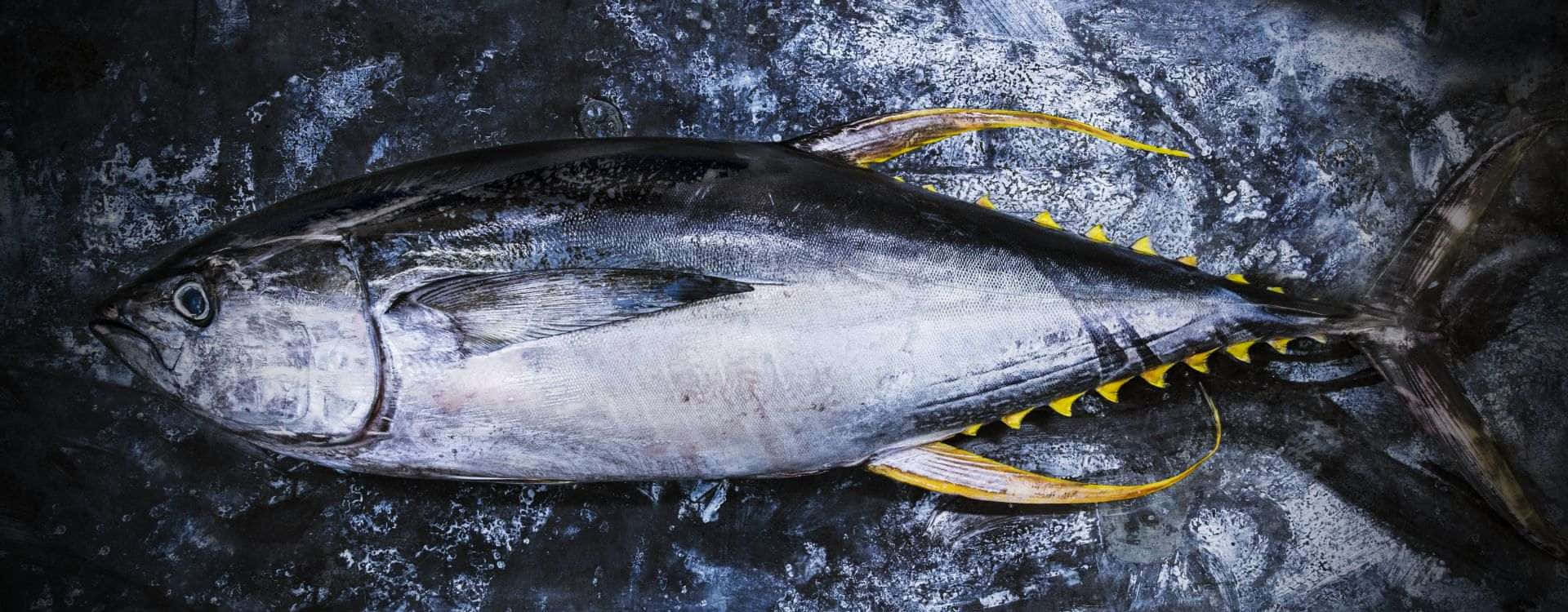  壁紙 — 一條新鮮的鮪魚帶有鮮黃色的魚鰭，躺在碎冰床上，背景是深色紋理表面。