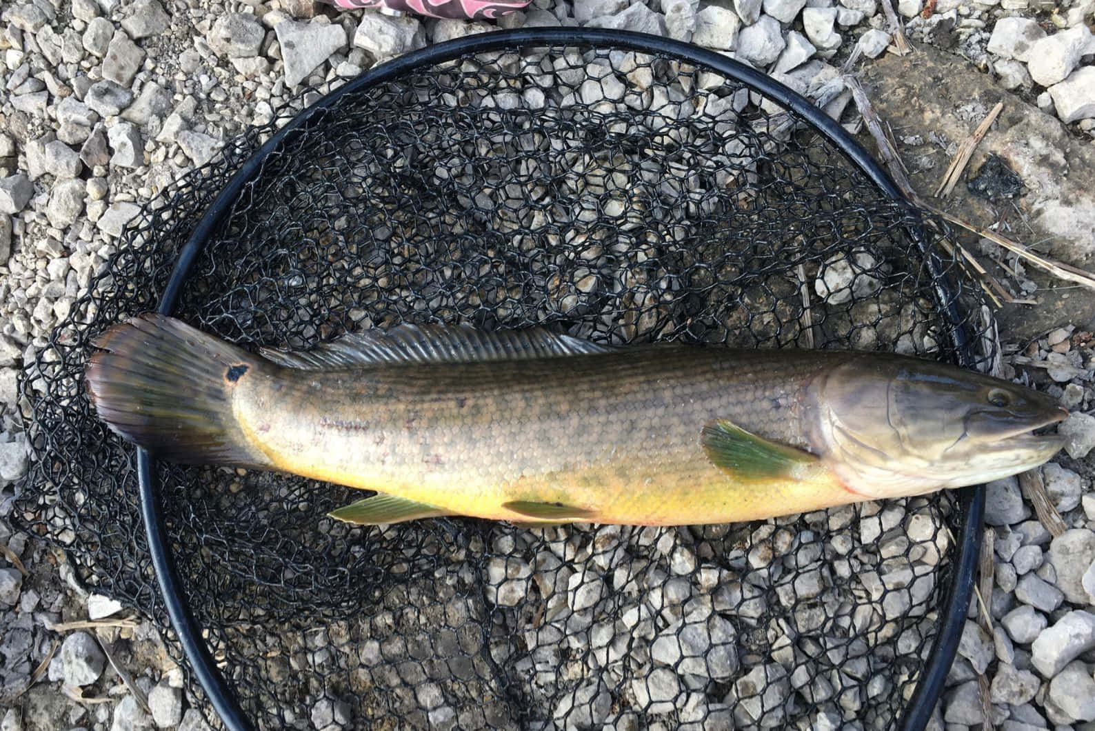  壁紙 — 一條剛捕獲的長形魚，帶有綠黃色鱗片，躺在碎石河岸上的黑色網中。