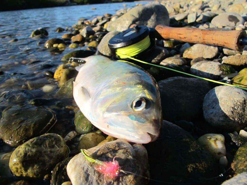  壁紙 — 一條剛捕獲的魚躺在陽光照射的河石上，旁邊有一支飛釣竿和亮綠色的釣線。