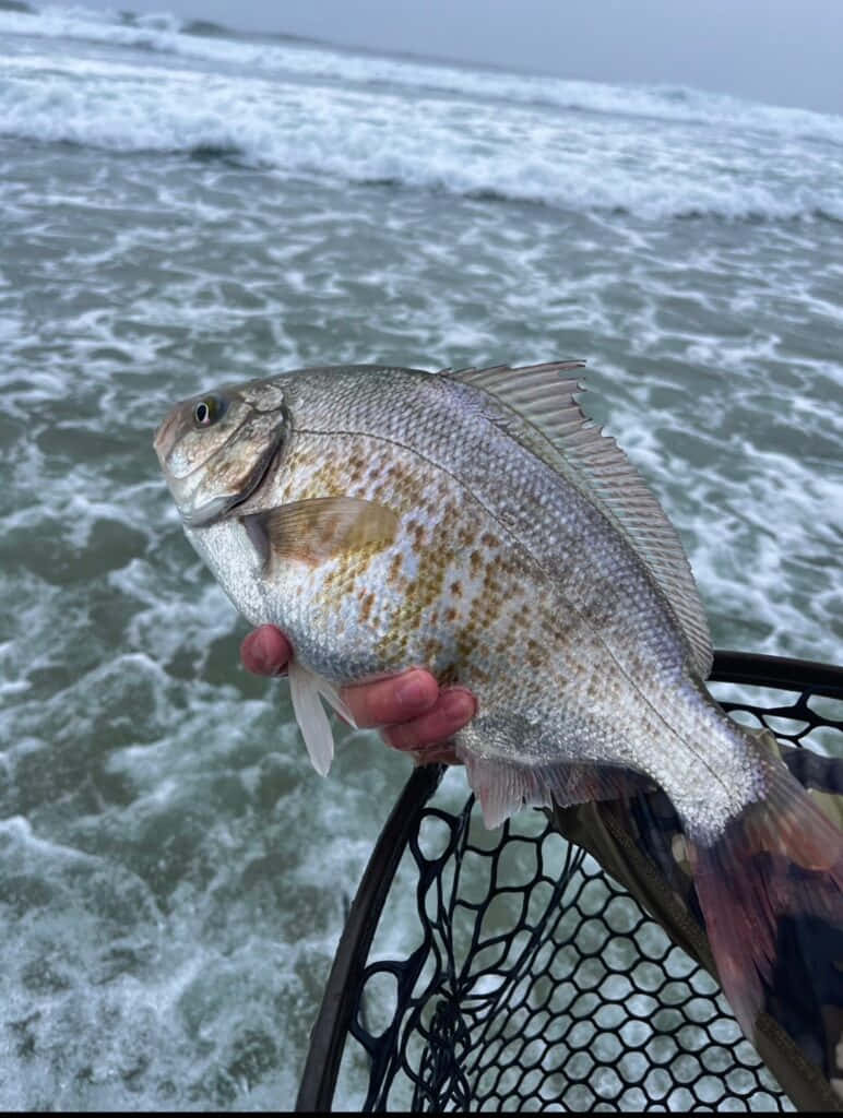  壁紙 — 一條剛捕獲的魚，帶有銀色鱗片和金色斑點，被一隻手舉在翻騰的海浪之上。