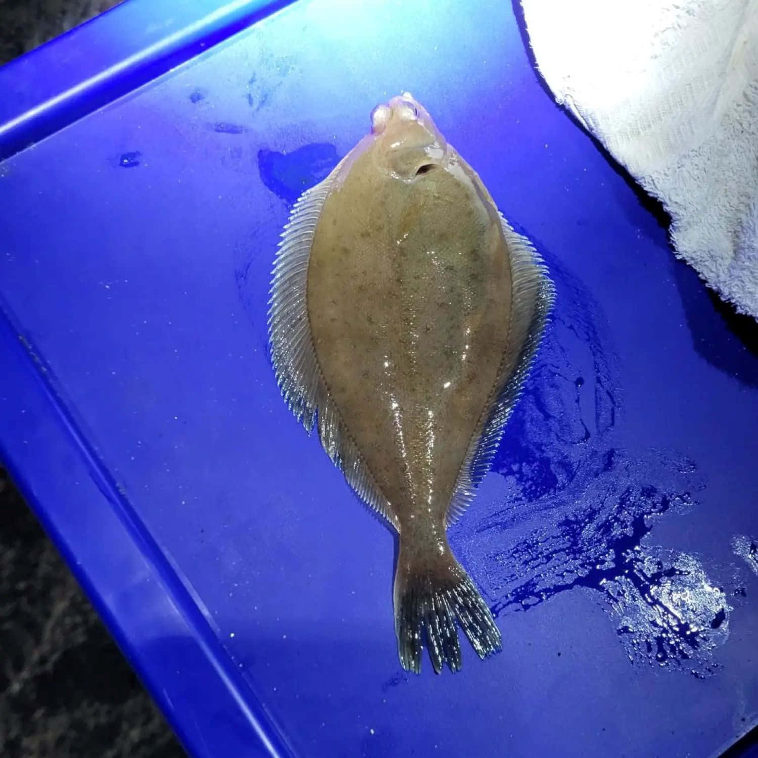  壁紙 — 一條剛捕獲的比目魚躺在充滿活力的藍色塑膠表面上，水滴在明亮光線下閃閃發光。