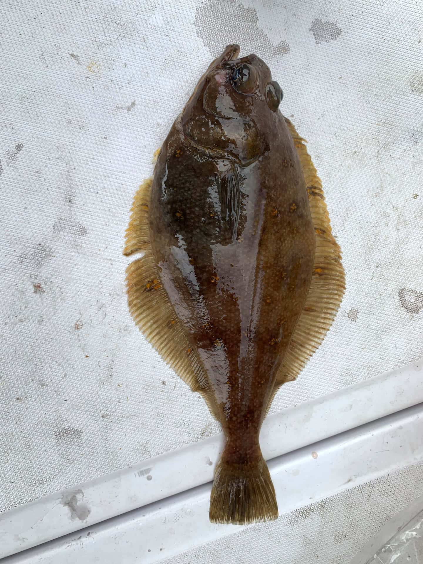  壁紙 — 一條剛捕獲的比目魚，帶有斑駁的棕色和黃色鱗片，躺在有紋理的白色表面上。