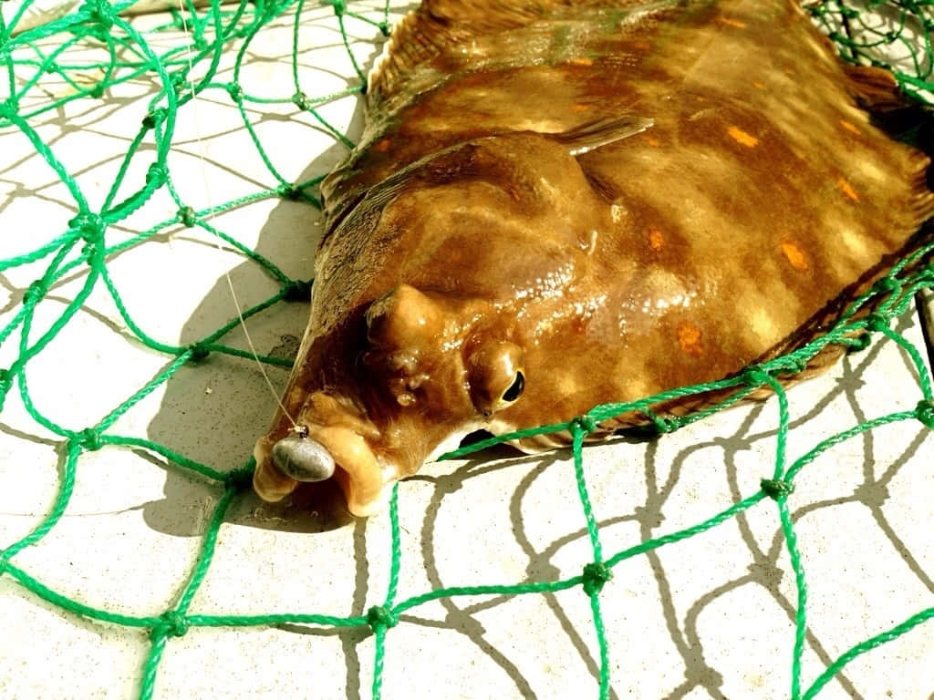  壁紙 — 一條剛捕獲的比目魚躺在綠色漁網中，置於陽光照射的白色表面上，帶有清晰的陰影。