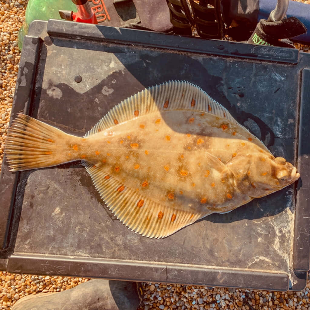  壁紙 — 一條新鮮捕獲的比目魚帶有橙色斑點，放在黑色托盤上，背景是卵石海灘。