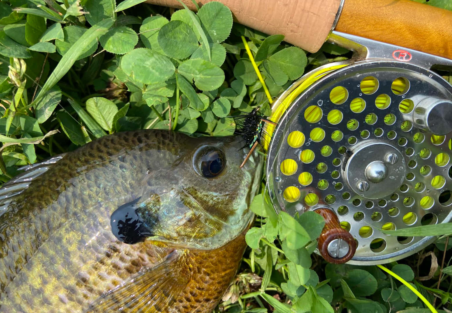  壁紙 — 一條剛捕獲的太陽魚躺在三葉草上，旁邊有一個飛釣捲線器，一條綠色蒼蠅仍鉤在牠的嘴裡。