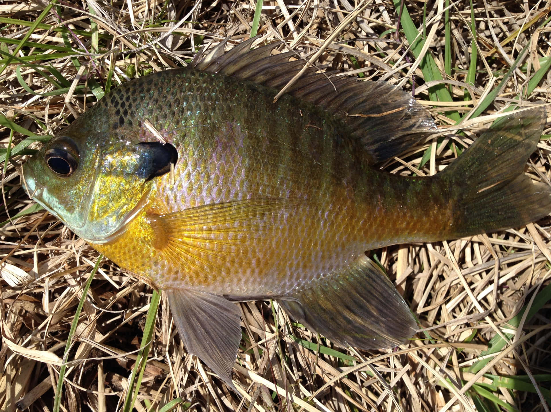  壁紙 — 一條剛捕獲的翻車魚，帶有虹彩綠色和金色鱗片，躺在乾草上，沐浴在明亮的陽光下。