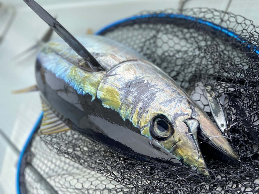  壁紙 — 一條剛捕獲的鮪魚，帶有虹彩藍綠色鱗片，躺在船甲板的黑色漁網中。