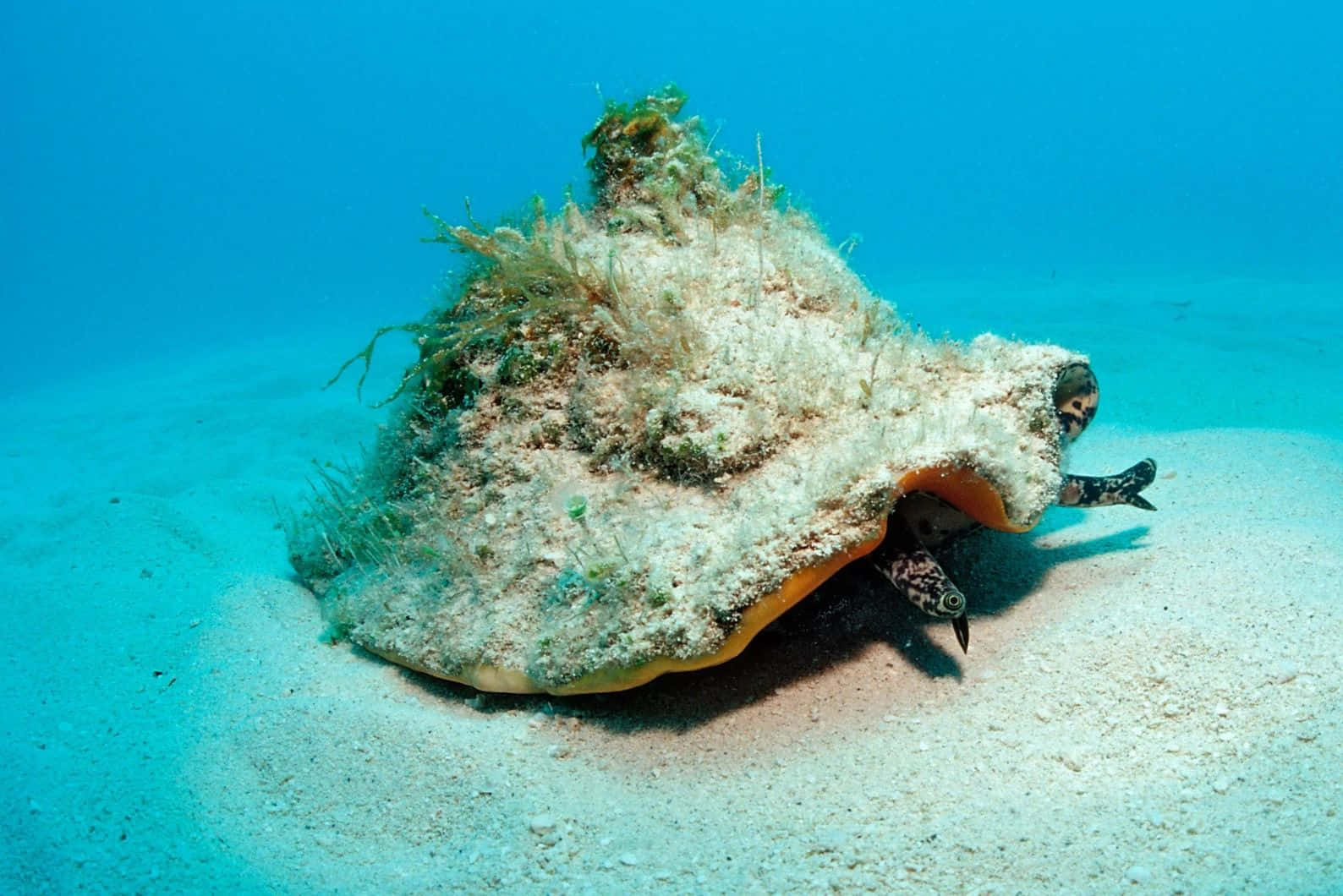  壁紙 — 一個被海藻覆蓋的巨大海螺殼，躺在清澈藍色海水下的沙質海底，一條小魚探出頭來。