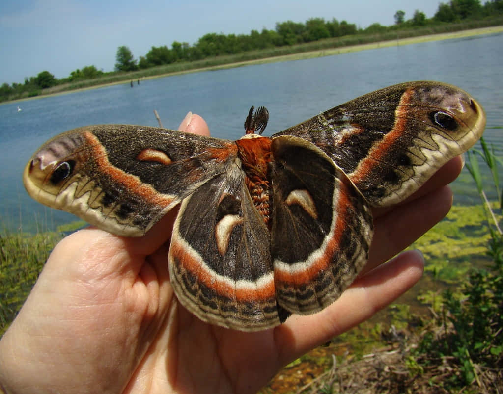  壁紙 — 一隻巨大的貓頭鷹蛾輕輕停在一隻伸出的手上，靠近一個寧靜的湖泊，周圍有綠植和遠處的樹木，天空清澈湛藍。