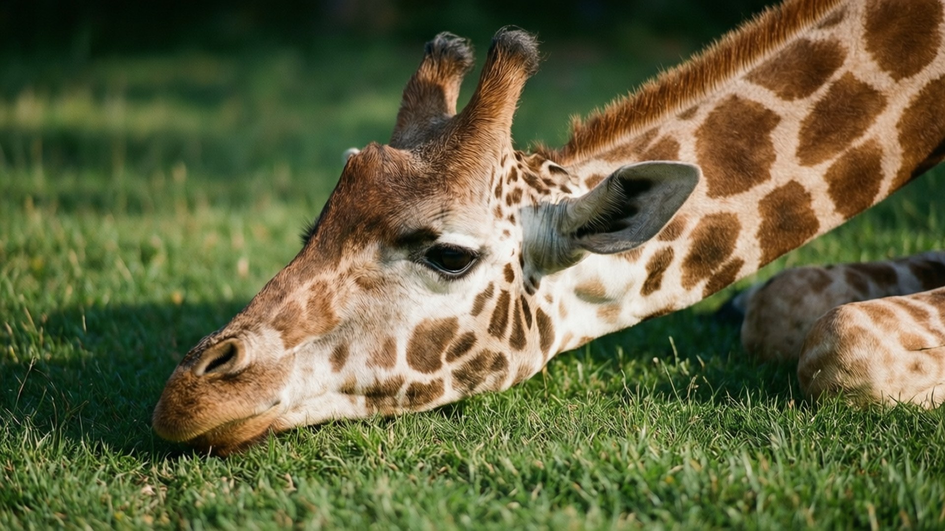 Resting Giraffe 壁紙 — 長頸鹿將頭靠在充滿活力的綠草上，陽光凸顯其斑點皮毛和角。