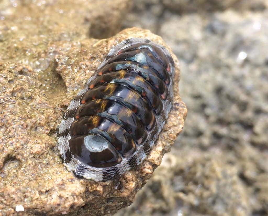 壁紙 — 一隻有光澤的石鱉，帶有黑色、棕色和白色的板塊，緊貼在海岸線濕潤且有紋理的石頭上。