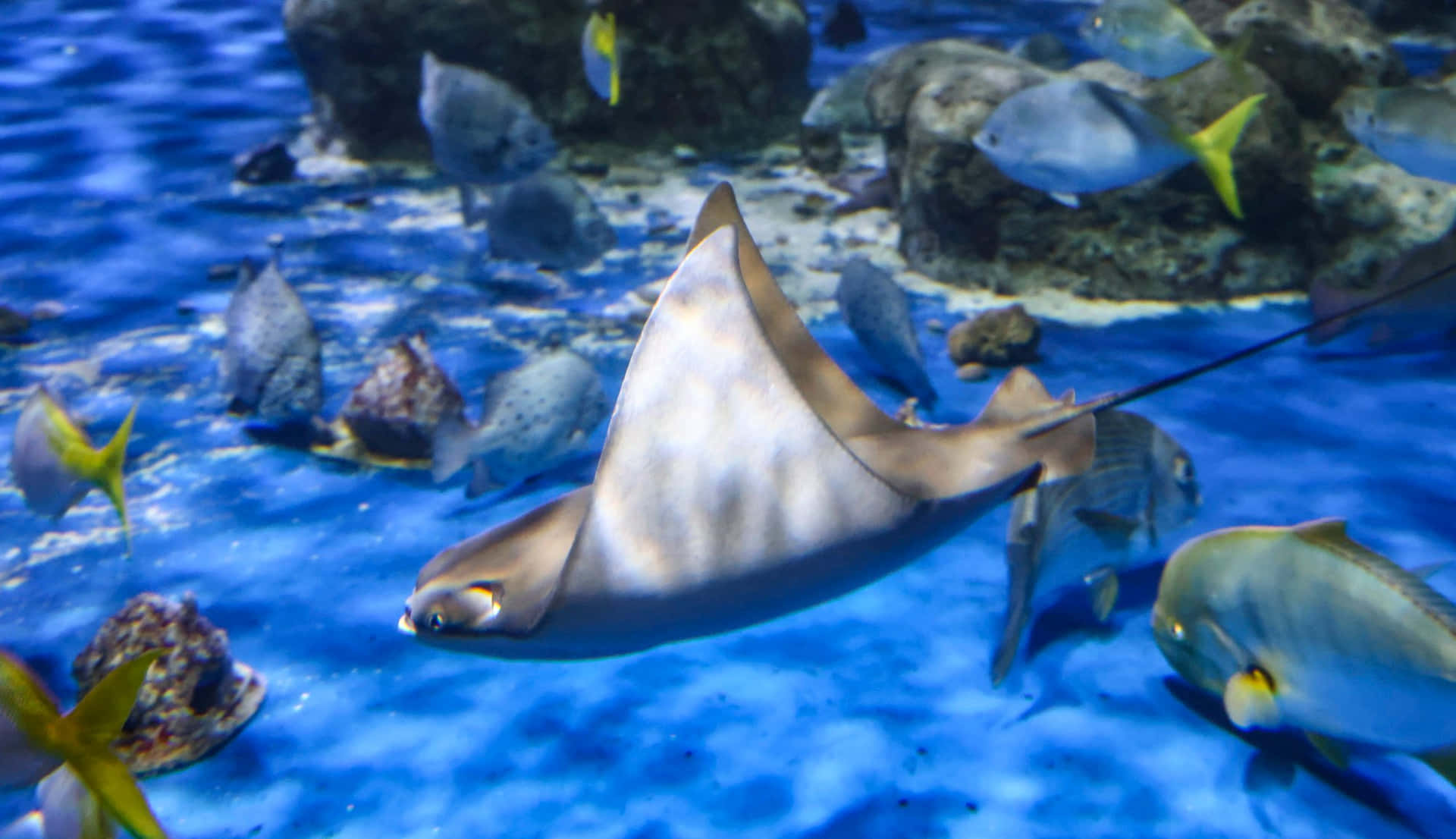  壁紙 — 一條優雅的魟魚在充滿活力的藍色水族箱水中滑行，周圍環繞著色彩繽紛的魚類和岩石珊瑚 formations。