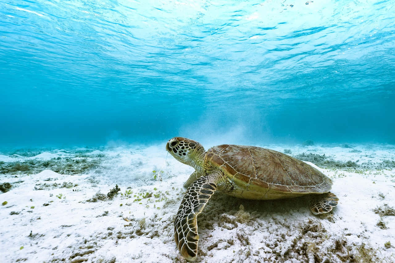  壁紙 — 一隻綠海龜在清澈碧綠的海水下，優雅地滑過陽光照耀的沙質海底。