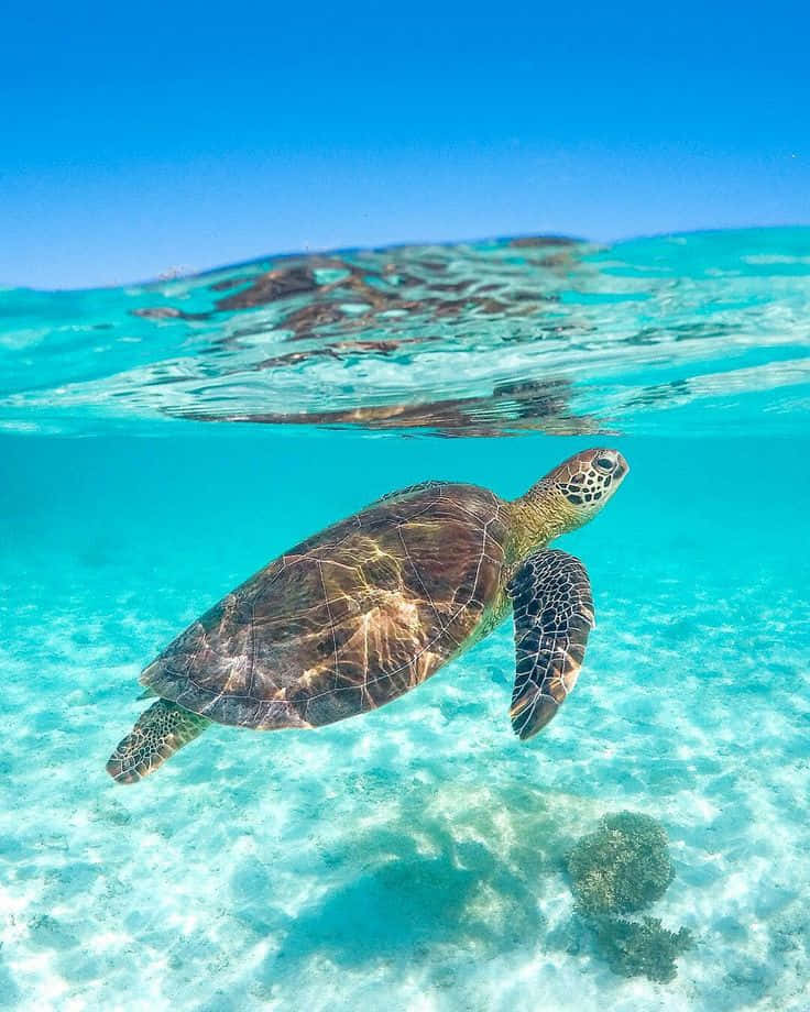  壁紙 — 一隻綠海龜在明亮的藍天下，優雅地滑過清澈見底的碧綠海水。