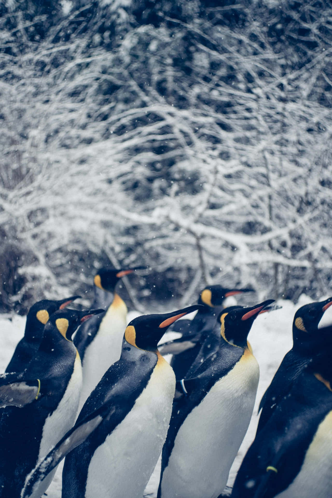  壁紙 — 一群國王企鵝站在雪景中，身後是積雪覆蓋的樹枝。
