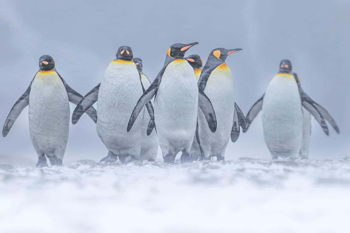  壁紙 — 一群國王企鵝在霧濛濛的灰色背景下搖搖擺擺地走過雪暴。