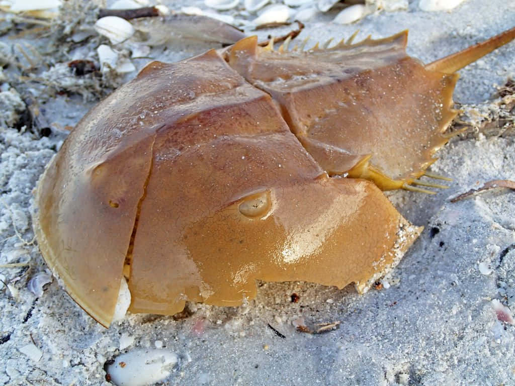Horseshoe Crab 桌布 壁紙 — 一隻馬蹄蟹在明亮的日光下，於散落的貝殼和浮木之間的濕沙上休息。