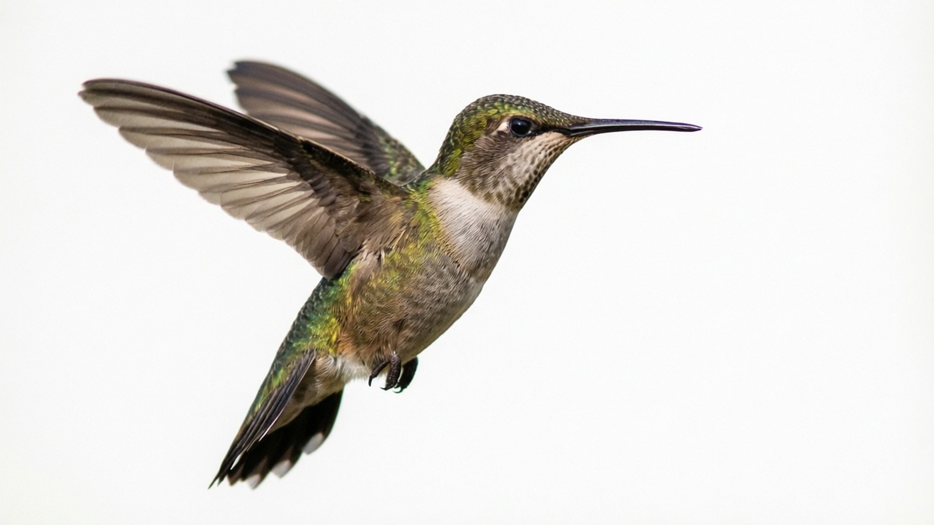Frozen Motion Hummingbird on White 壁紙 — 一隻蜂鳥在半空中盤旋，翅膀因運動而模糊，背景為純白色。