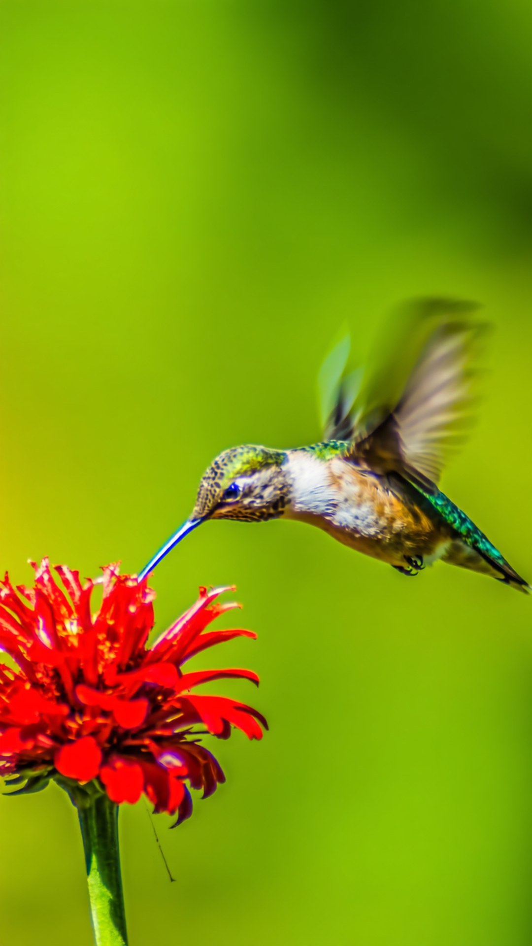 Hummingbird in Flight 壁紙 — 一隻帶有虹彩綠色羽毛的蜂鳥在半空中盤旋，將長長的藍色喙插入一朵鮮紅色的花中，背景是柔和的綠色。