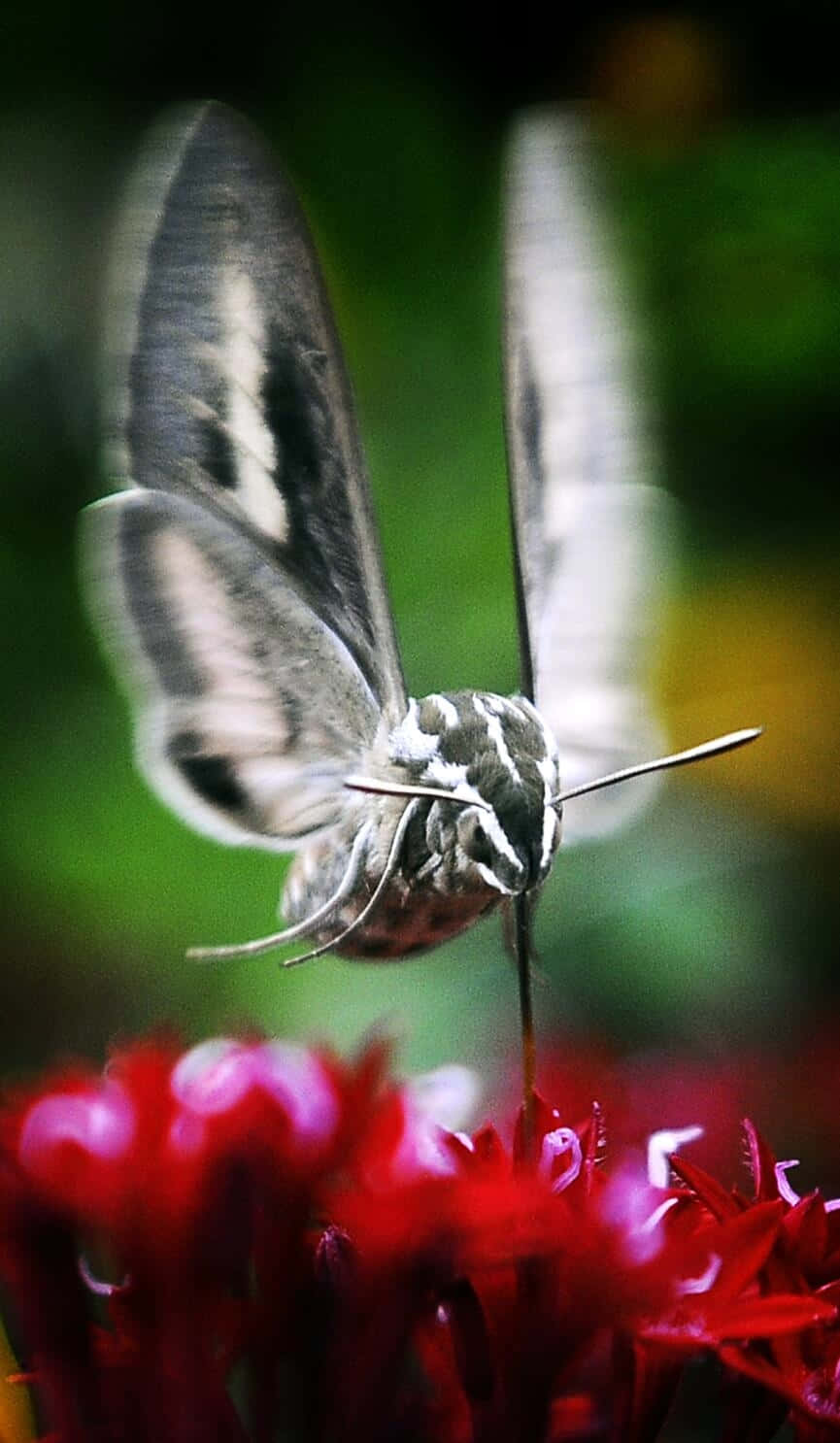  壁紙 — 一隻蜂鳥蛾在半空中盤旋，翅膀模糊，正在從鮮紅色的花朵中進食，背景是柔和的綠色。
