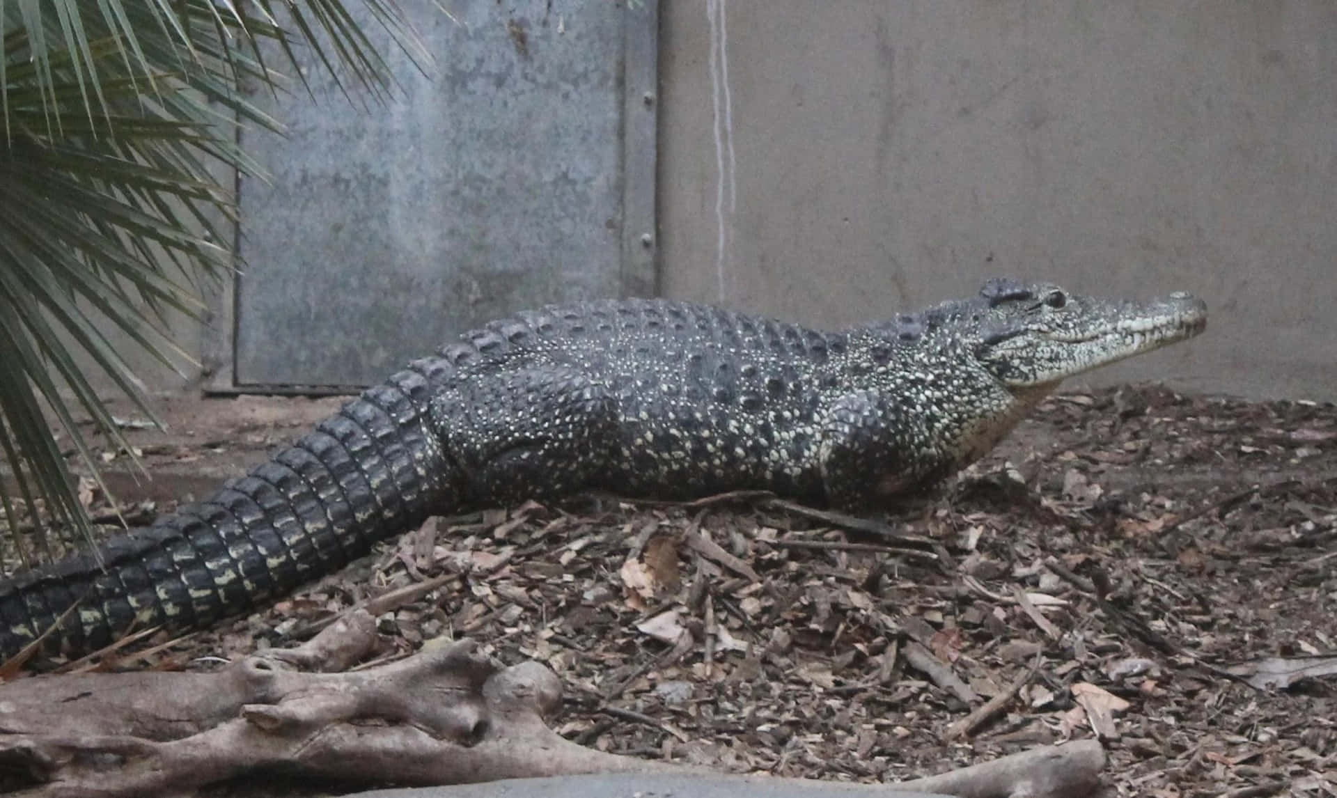  壁紙 — 一隻大鱷魚在動物園圍欄內，在棕櫚葉和混凝土牆附近的覆蓋物上休息。