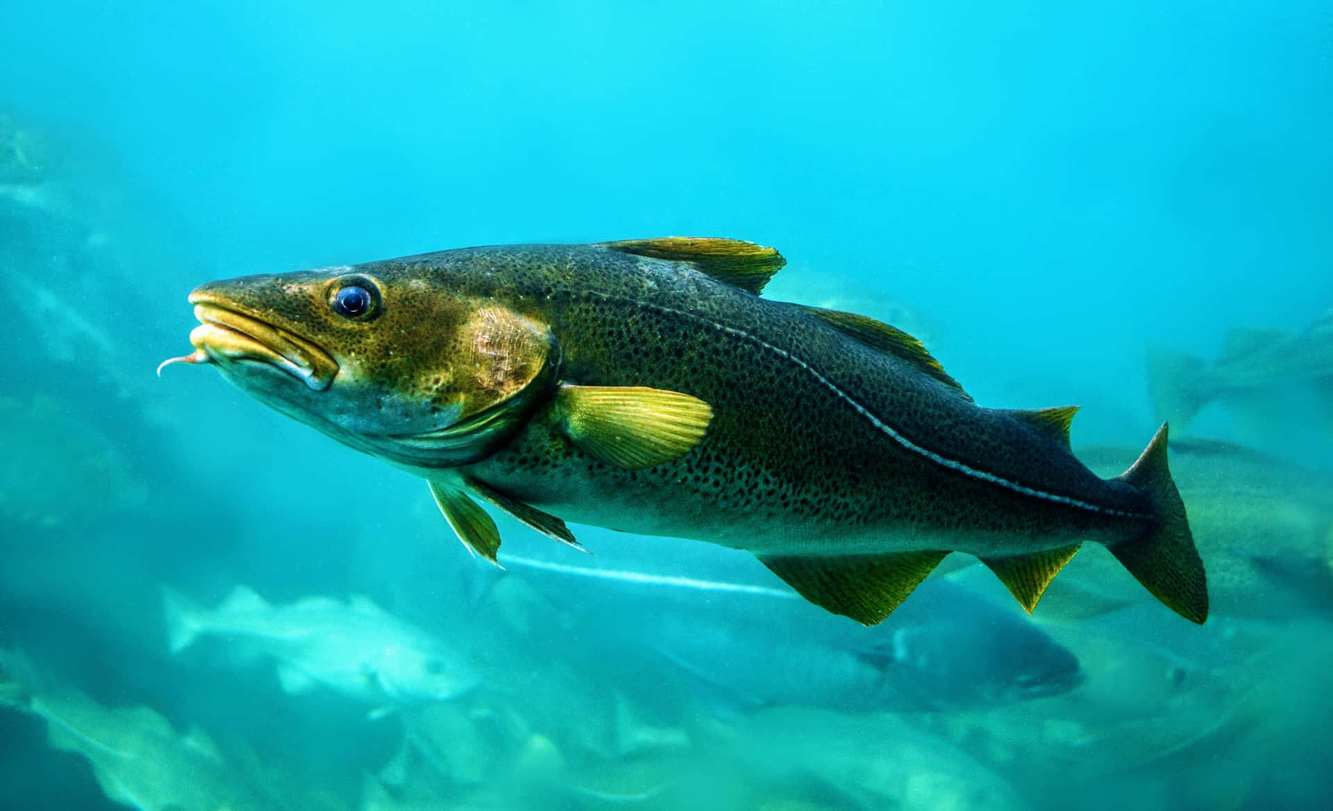  壁紙 — 一條大鱈魚優雅地游過清澈的藍色海水，背景中可見其他魚類。